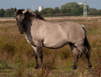 Wolfsangriff auf Fohlen bei Dessau offiziell bestätigt