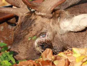 Die Wilddiebe – Der blinde Schaufler