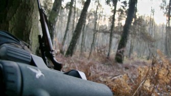 Damwildbrunft im Birkenbruch