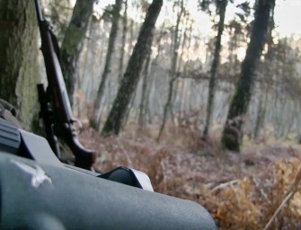 Damwildbrunft im Birkenbruch