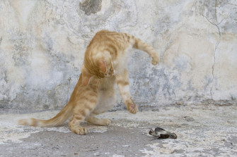 Laut BMEL-Tierschutzbericht 2015 immer mehr verwilderte Katzen
