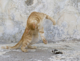 Laut BMEL-Tierschutzbericht 2015 immer mehr verwilderte Katzen