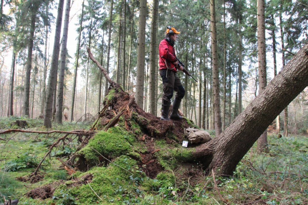 Die dritte Drückjagd ©Wilddiebe