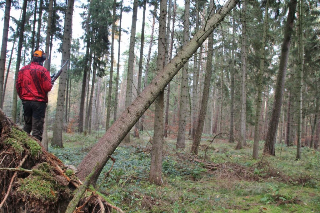 Der Stand auf der Fichtenwurzel ©Wilddiebe