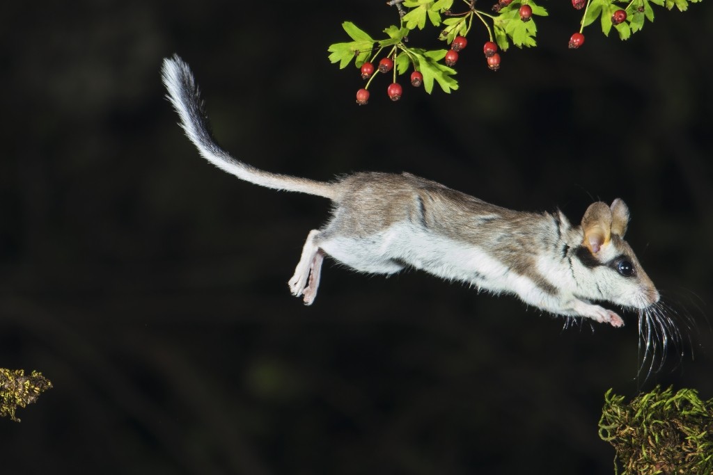 ©Quique Marcelo - Garden Dormouse, Eliomys quercinus, More difficult still