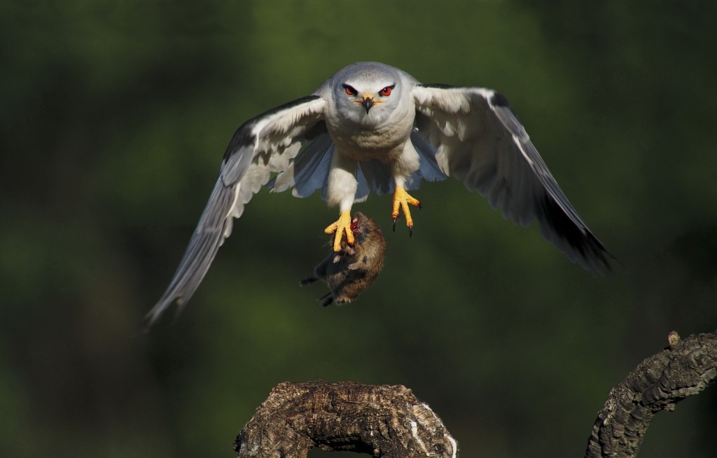 Das Gewinnerbild ©Claudio Montuori: „Gleitaar mit Beute“