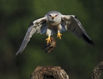 Gewinner des SWAROVSKI „Digiscoper of the Year“ stehen fest