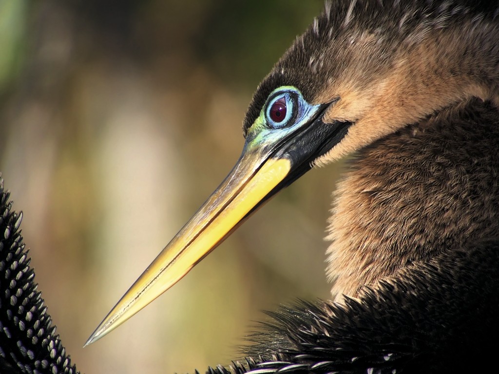 ©Gudrun Kaufmann - Anhinga, Taking care of the wet suit