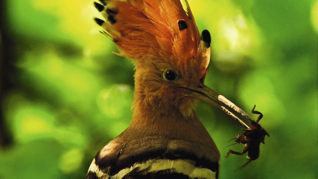 ©Jürgen Bergmann - Natur im Focus