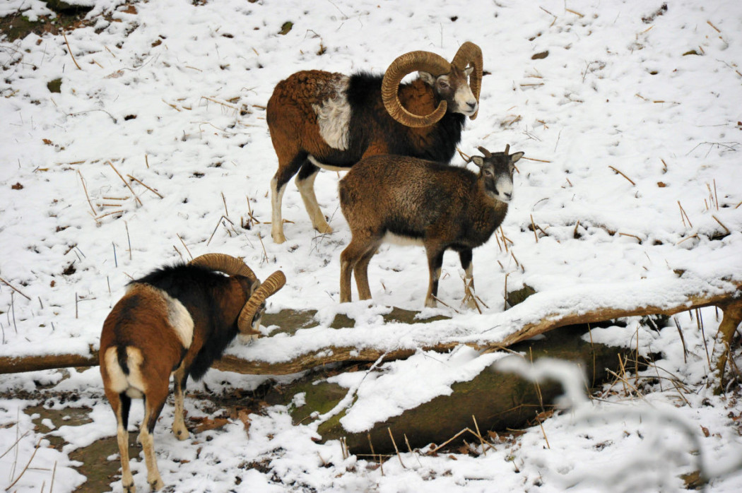 Muffelwidder in Deutschland: bald ein seltener Anlick? Luchs und Wolf setzen der Population zu. ©Silvio Heidler