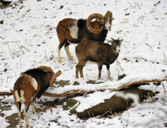 Sollte Muffelwild ausgewildert werden?