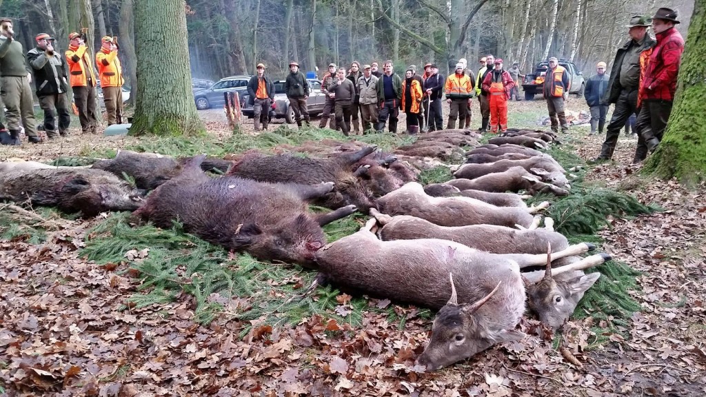 Drückjagd Forstgut Reilmann