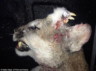 Unheimliche Entdeckung in den USA – erlegter Puma ist biologische Sensation.