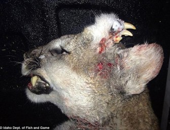 Unheimliche Entdeckung in den USA – erlegter Puma ist biologische Sensation.