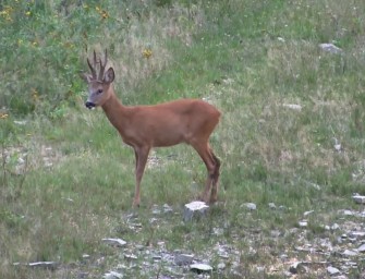 Jagen im Sommer 2015