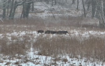 Die Wilddiebe – Schwarzwildjagd im Schnee