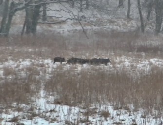 Die Wilddiebe – Schwarzwildjagd im Schnee