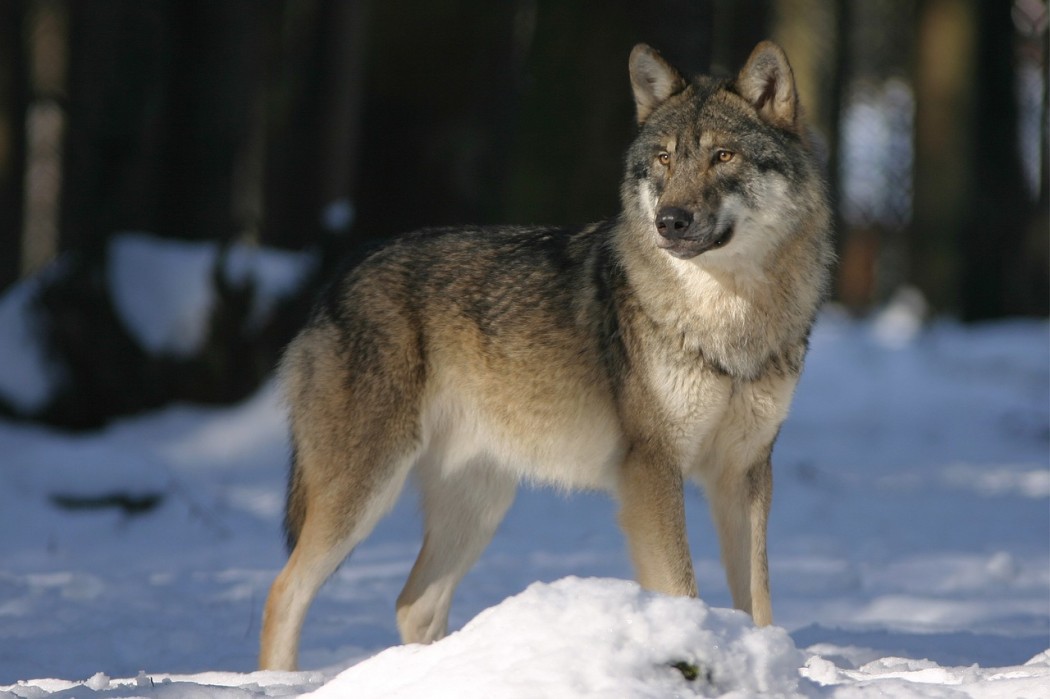 Wolf (Symbolbild) ©Pixabay/Steffiheufelder