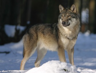 Wolf beisst angeleinten Hund bei Spaziergang