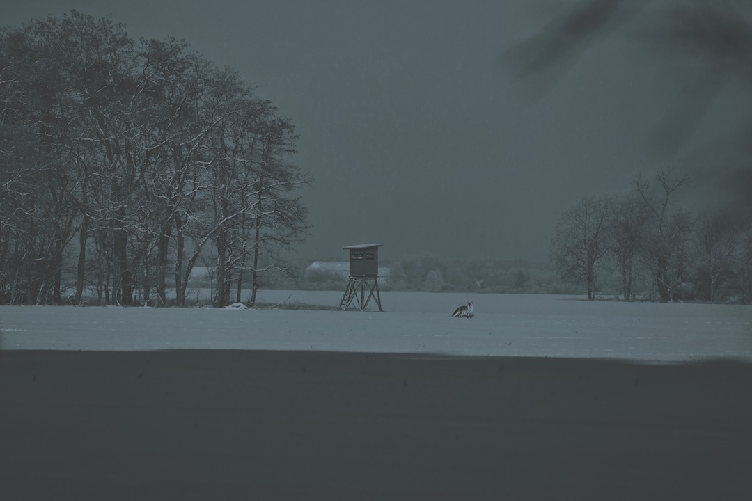 Mond Mondschein Mondhelligkeit Jagd Mondkalender Nachtjagd Ansitz