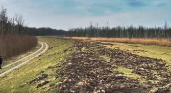 Sauen verwüsten Darß und Kaiserbäder