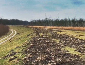 Sauen verwüsten Darß und Kaiserbäder