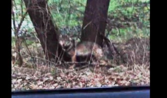 Besenderter Wolf in Siedlung gefilmt