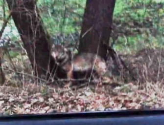 Besenderter Wolf in Siedlung gefilmt