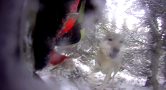 Schwedische Jagdhunde bei Fuchsjagd von Wölfen attackiert