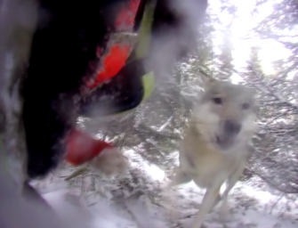 Schwedische Jagdhunde bei Fuchsjagd von Wölfen attackiert