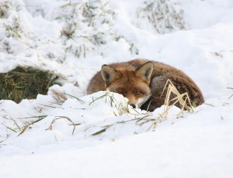 Fuchsjagd im Schnee