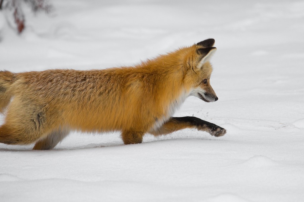Wo ein Fuchs durch den Schnee schnürt, hinterlässt er eine Spur. Diese verrät seinen Pass, wie er sich bei welchem Wind dem Luder nähert oder wie lange die Witterung des Ansitzjägers vorhält. ©Pixaybay/skeeze