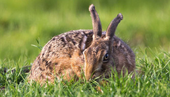 Gesunder Feldhasenbesatz