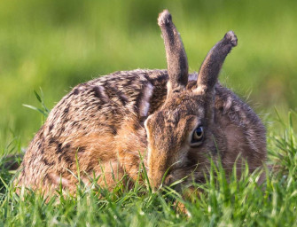 Gesunder Feldhasenbesatz