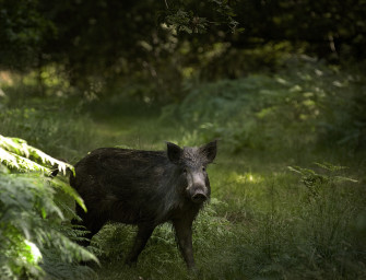 Sauenpopulation wird durch milde Temperaturen begünstigt