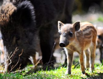 Brut- und Setzzeit: Was Naturbesucher wissen müssen