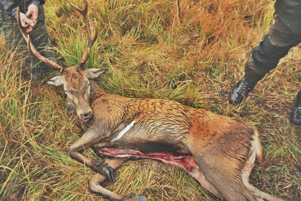 Eissprossenzehner: Der Suppenhirsch hatte den Vorteil, dass ihn zwei Leute bergen konnten. ©Lucy Martens