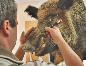 Der Lebenskeiler beim Präparator