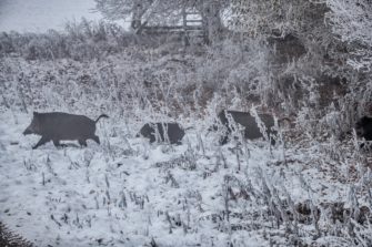 Keine Schonzeiten für Schwarzwild in NRW