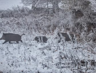 Keine Schonzeiten für Schwarzwild in NRW