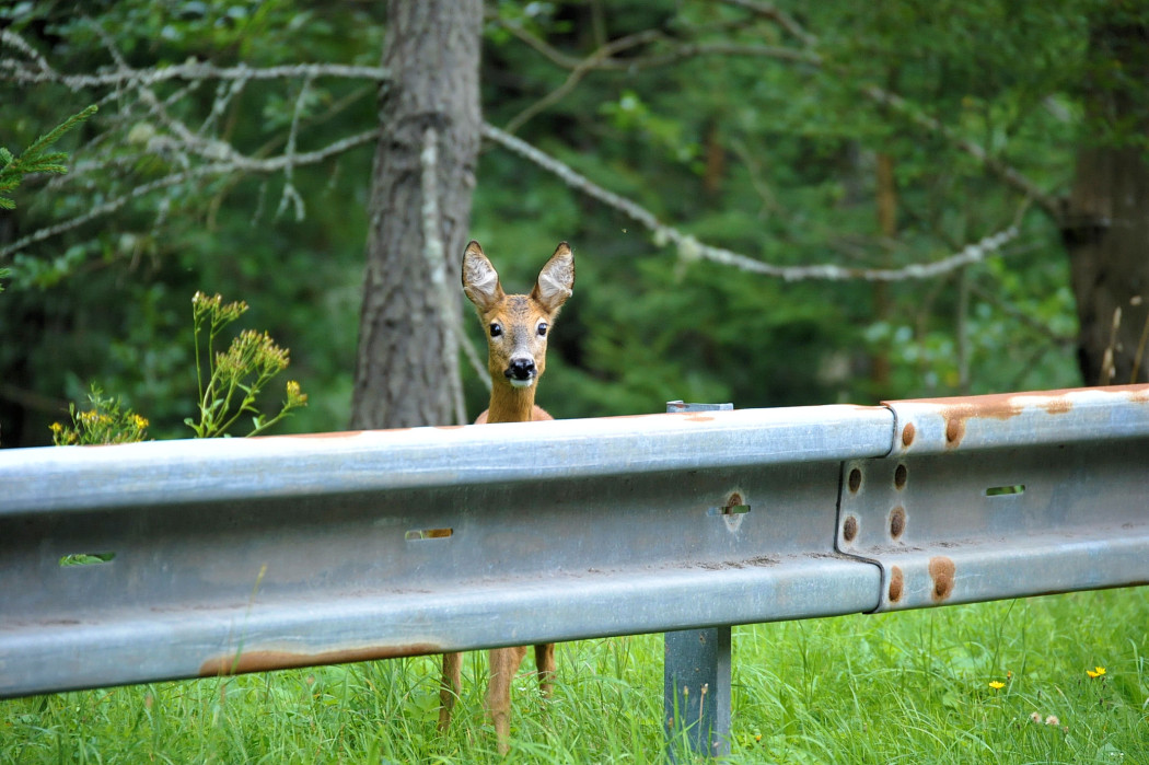 Reh hinter Leitplanke (Symbolbild) ©Silvio Heidler