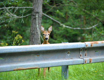 Zeitumstellung und Wildunfälle