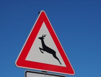 LKW kracht in Wildschweinrotte