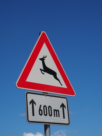 LKW kracht in Wildschweinrotte