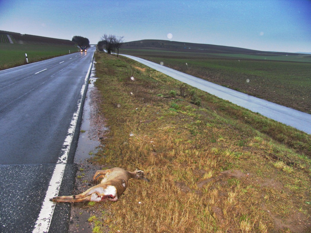 Wildunfall (Symboldbild) ©LJV Rheinland-Pfalz