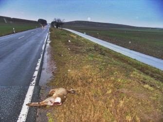 Rheinland-Pfalz: Mehr Wildunfälle als im Vorjahr