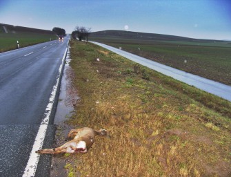 Rheinland-Pfalz: Mehr Wildunfälle als im Vorjahr