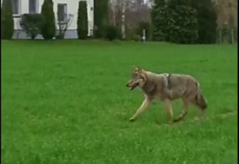 Autofahrer filmt Wolf in Nordrhein-Westfalen