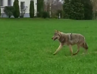 Autofahrer filmt Wolf in Nordrhein-Westfalen