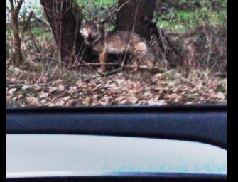 Besenderter Wolf von Polizei verjagt